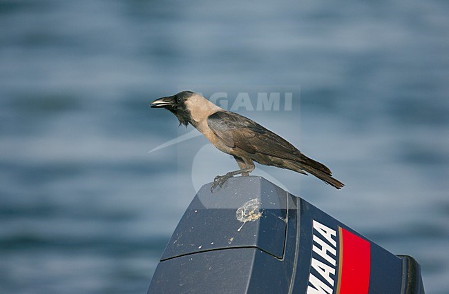 Huiskraai op buitenboordmotor; House Crow perched on motorboat stock-image by Agami/Markus Varesvuo,