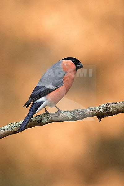 Goudvink man zittend op tak; Â Eurasian Bullfinch male sitting on branch; stock-image by Agami/Walter Soestbergen,