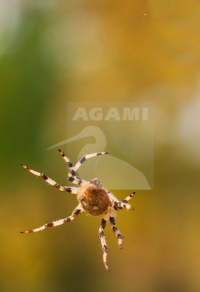 Spin in web, Spider in web stock-image by Agami/Rob de Jong,