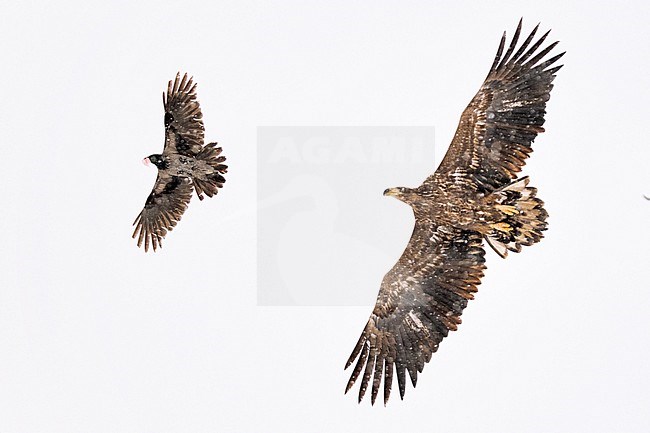 Zeearend aangevallen door Bonte Kraai, White-tailed Eagle attacked by Hooded Crow stock-image by Agami/Bence Mate,