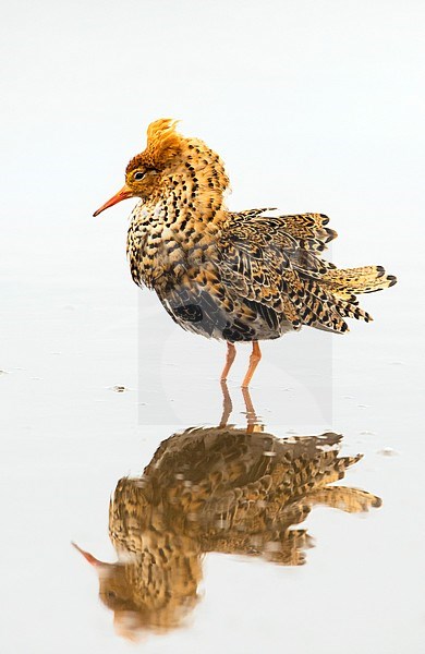 Volwassen man Kemphaan; Adult male Ruff (Philomachus pugnax) stock-image by Agami/Jari Peltomäki,