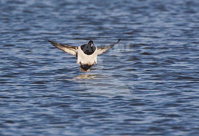 Kuifeend in vlucht; Tufted Duck in flight stock-image by Agami/Marc Guyt,