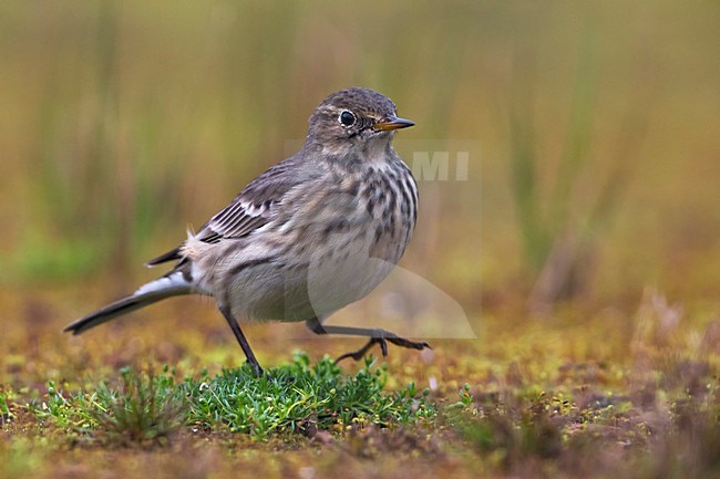 Amerikaanse Waterpieper, American Buff-bellied Pipit stock-image by Agami/Daniele Occhiato,