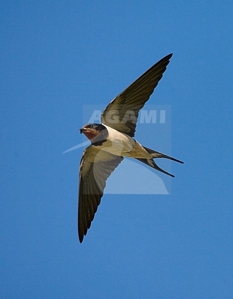 Barn Swallow Boerenzwaluw stock-image by Agami/Marc Guyt,