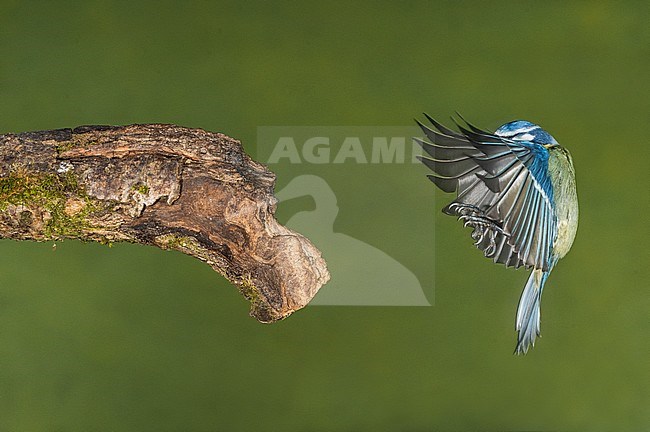 Pimpelmees, Blue Tit stock-image by Agami/Alain Ghignone,