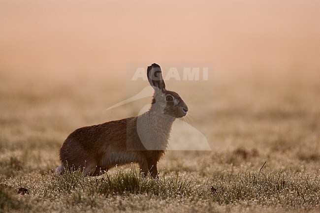 Europese Haas in de sneeuw, European Hare in the snow stock-image by Agami/Menno van Duijn,