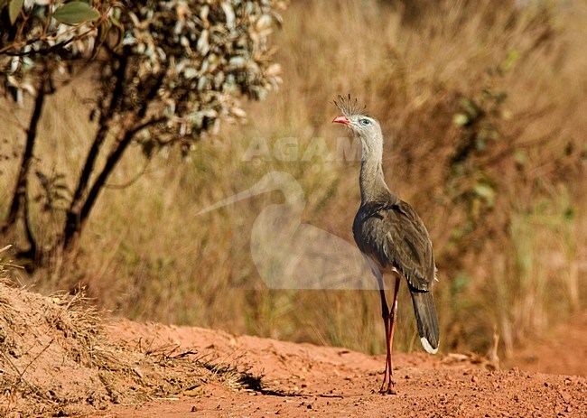 Kuifseriema, Red-legged Seriema stock-image by Agami/Roy de Haas,