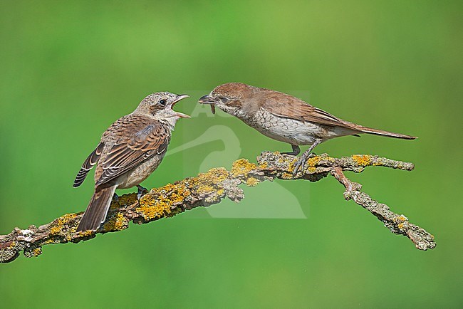 Female Red-backed Shrike (Lanius collurio) feeding her young. stock-image by Agami/Alain Ghignone,