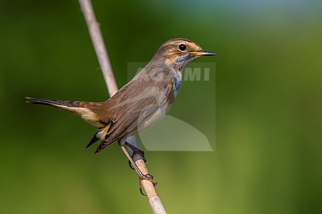 Blauwborst in winterkleed, White-spotted Bluethroat in winterplumage stock-image by Agami/Daniele Occhiato,