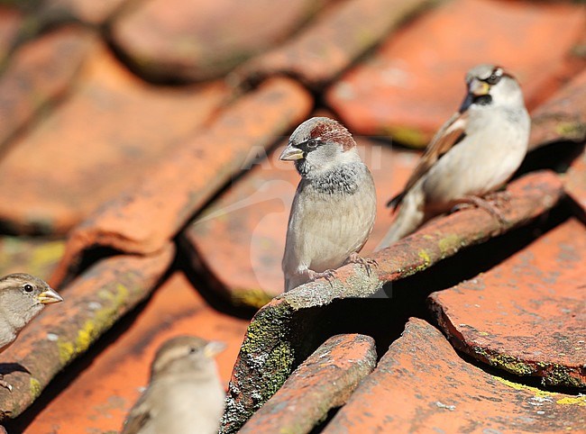 Flock of House Sparrows (Passer domesticus) during autumn on a roof with old tiles on Vlieland, Netherlands. stock-image by Agami/Marc Guyt,