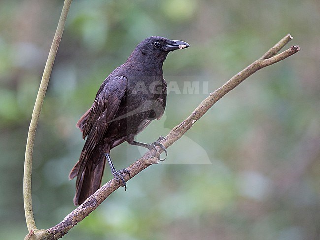 Fish Crow (Corvus ossifragus) at Fort Lauderdale, Florida, United States.  Fish Crow is smaller than the better known American Crow. stock-image by Agami/Tom Friedel,