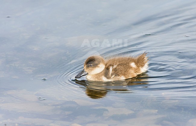 Gekuifde Eend, Crested Duck, Lophonetta specularioides stock-image by Agami/Marc Guyt,