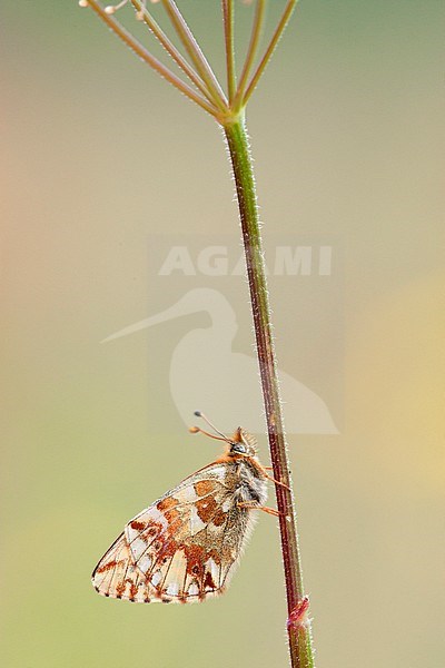 Herdersparelmoervlinder / Shepherd's Fritillary (Boloria pales) stock-image by Agami/Wil Leurs,