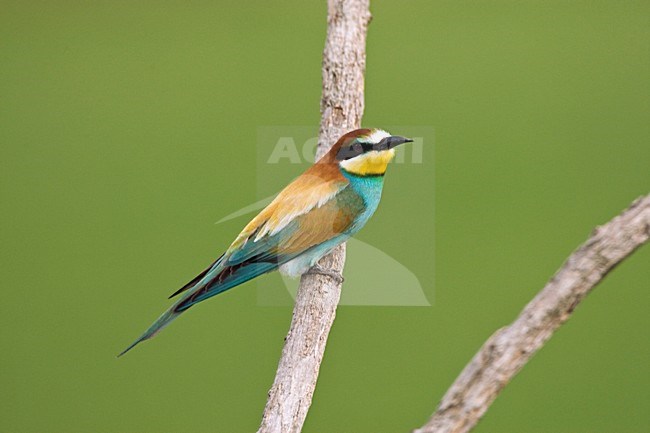 Bijeneter op tak; European Bee-eater on perch stock-image by Agami/Marc Guyt,