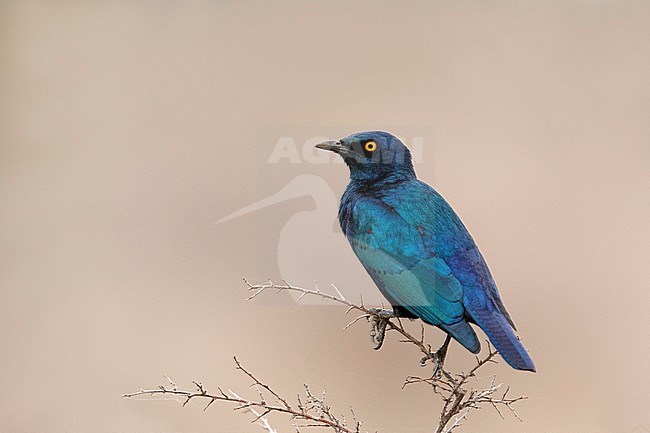Greater blue-eared starling (Lamprotornis chalybaeus) in South Africa. stock-image by Agami/Walter Soestbergen,