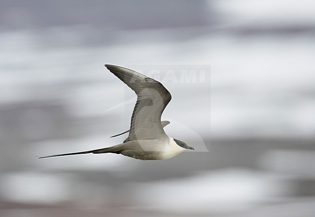 Kleinste Jager in vlucht; Long-tailed Skua in flight stock-image by Agami/Markus Varesvuo,