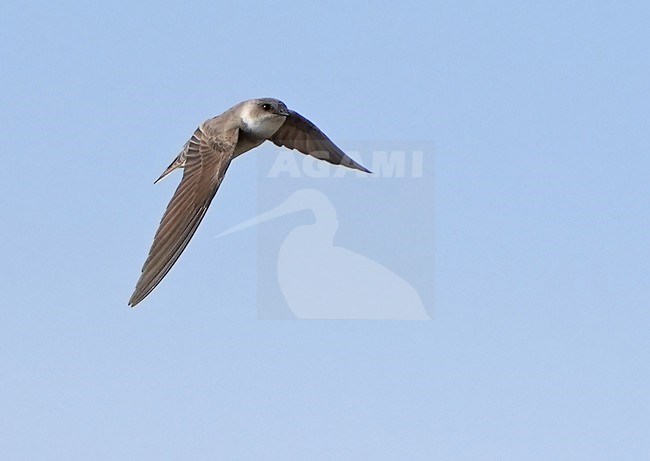 Flying Pale Martin (Riparia diluta) during spring in Mongolia. stock-image by Agami/Dani Lopez-Velasco,