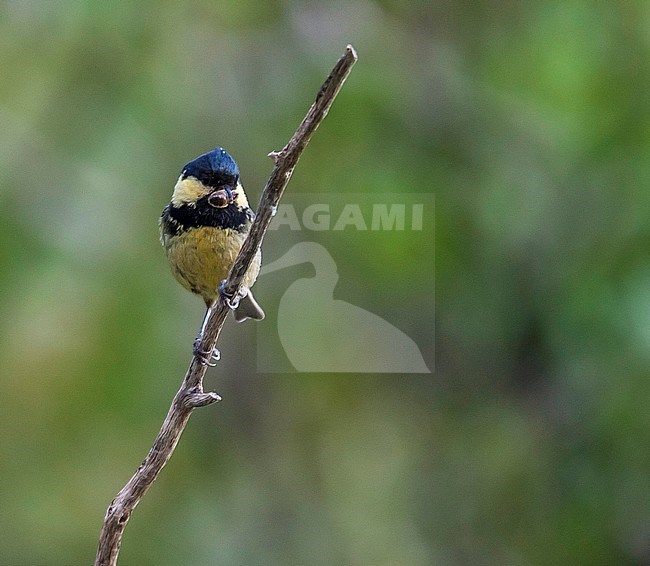Ledouci's Coal Tit just catched an insect in Djebel Babor. The bird stay only for few seconds. stock-image by Agami/Vincent Legrand,