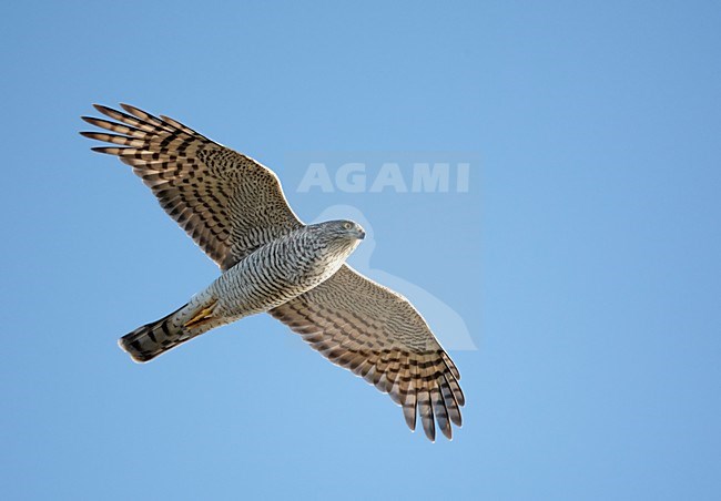 Vrouwtje Sperwer in de vlucht; Female Eurasian Sparrowhawk in flight stock-image by Agami/Markus Varesvuo,