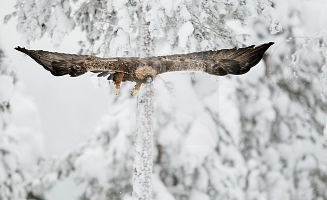 Steenarend in vlucht, Golden Eagle in flight stock-image by Agami/Markus Varesvuo,