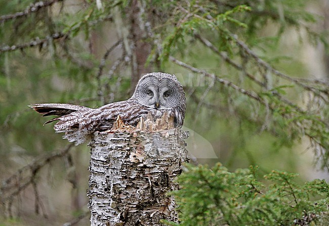 Great Grey Owl (Strix nebulosa) at its nest in taiga forest near Kuhmo in Finland. stock-image by Agami/Markus Varesvuo,