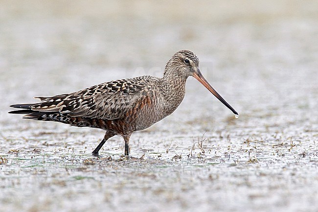 Adult in transition to breeding 
Galveston Co., TX 
April 2010 stock-image by Agami/Brian E Small,