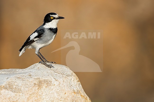 White-tailed Shrike (Lanioturdus torquatus), also knows as Ground Batis, standing on a rock in Angola. stock-image by Agami/Dubi Shapiro,