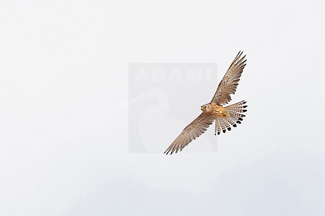 Second calendar year male Lesser Kestrel (Falco naumanni) in flight in Spain. Seen from below. stock-image by Agami/Mathias Putze,