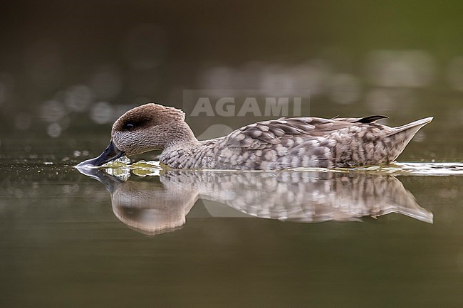 Adult Marbled Teal (Marmaronetta angustirostris) ecape bird swimming in small pool in Haaltert, East Flanders, Belgium. stock-image by Agami/Vincent Legrand,