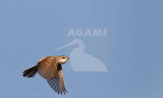 Mannetje Grasmus in zangvlucht. Male Common Whitethroat in songflight. stock-image by Agami/Ran Schols,