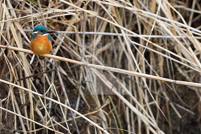 Common Kingfisher - Eisvogel - Alcedo atthis ssp. atthis, adult male stock-image by Agami/Ralph Martin,
