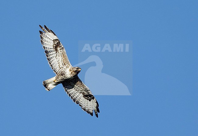 Adult American Rough-legged Hawk (Buteo lagopus kamtchatkensis) during summer on Seward Peninsula, Alaska, United States. stock-image by Agami/Brian E Small,