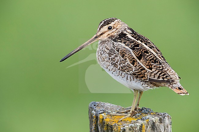 Common Snipe (Gallinago gallinago faeroeensis), adult standing on a post stock-image by Agami/Saverio Gatto,