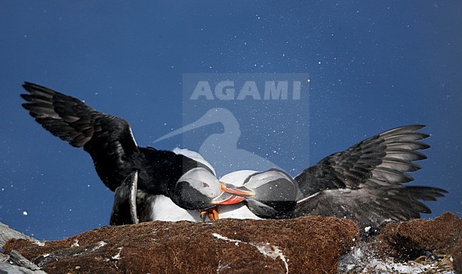 Gropeje vechtende Papegaaiduikers; Group of fighting Atlantic Puffins stock-image by Agami/Markus Varesvuo,