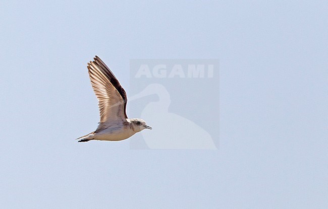 Kentish Plover (Charadrius alexandrinus) calling in flight during summer in Portugal, photographed with backlight. stock-image by Agami/Harvey van Diek,