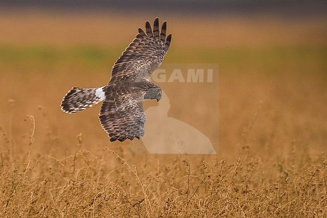 Vrouwtje Blauwe Kiekendief; Female Hen Harrier stock-image by Agami/Daniele Occhiato,