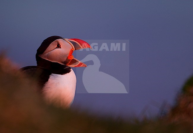 Papegaaiduiker, Atlantic Puffin stock-image by Agami/Danny Green,