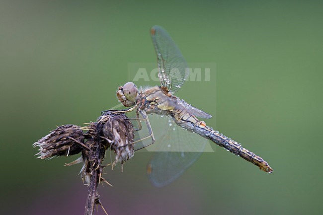 Bedauwde Steenrode heidelibel; Vagrant darter covered with dew; stock-image by Agami/Walter Soestbergen,