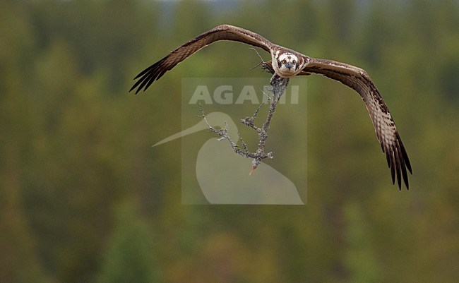 Visarend met nestmateriaal; Osprey with nest material stock-image by Agami/Markus Varesvuo,