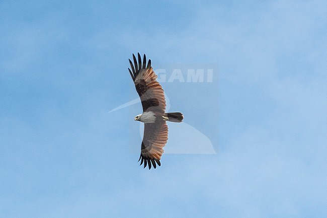 A Brahminy kite, Haliastur indus, in flight, the symbol of Langkawi. Kilim Geoforest Park, Langkawi Island, Malaysia stock-image by Agami/Sergio Pitamitz,