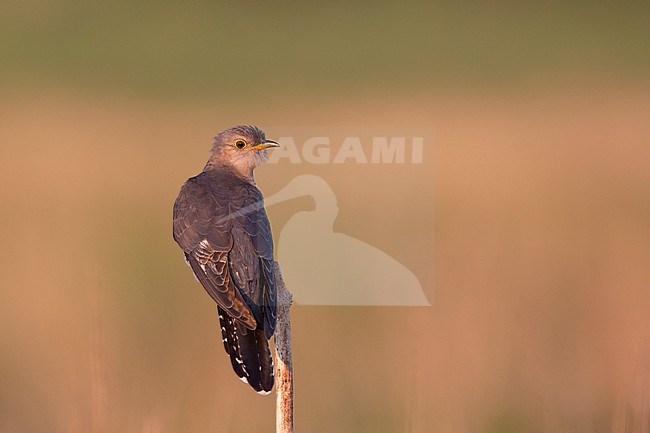 Adult female Common Cuckoo ( Cuculus canorus) perched on a stick in a meadow at North Zealand, Denmark stock-image by Agami/Helge Sorensen,