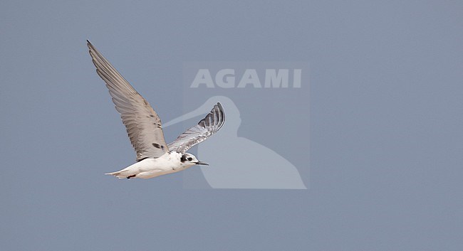 White-winged Tern (Chlidonias leucopterus) wintering in Thailand. stock-image by Agami/Ian Davies,