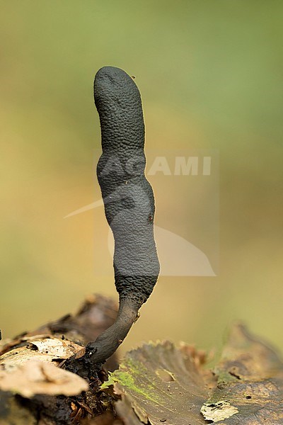 houtknotszwam; Dead Man's fingers; stock-image by Agami/Walter Soestbergen,