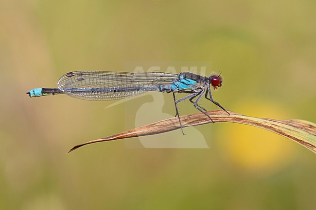 Imago Grote roodoogjuffer; Adult Large Redeye; Adult Red-eye Damselfly stock-image by Agami/Fazal Sardar,