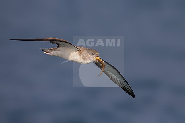 Vliegende Scopoli's Pijlstormvogel; Scopoli's Shearwater in flight stock-image by Agami/Daniele Occhiato,