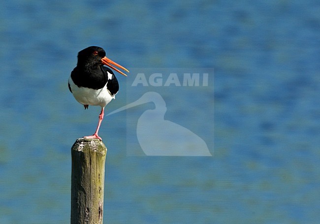 Scholekster roepend op paal; Eurasian Oystercatcher calling on pole stock-image by Agami/Roy de Haas,