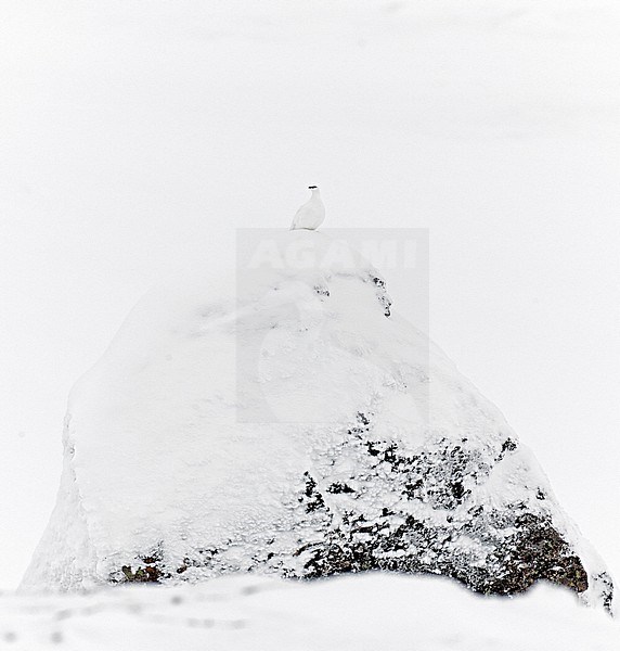 Ptarmigan male (Lagopus mutus) Utsjoki Finland February 2019 stock-image by Agami/Markus Varesvuo,