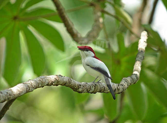 Araripemanakin, Araripe Manakin, Antilophia bokermanni stock-image by Agami/Pete Morris,