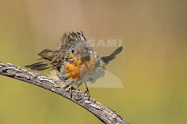 European Robin (Erithacus rubecula) in Aosta valley, Italy. stock-image by Agami/Alain Ghignone,