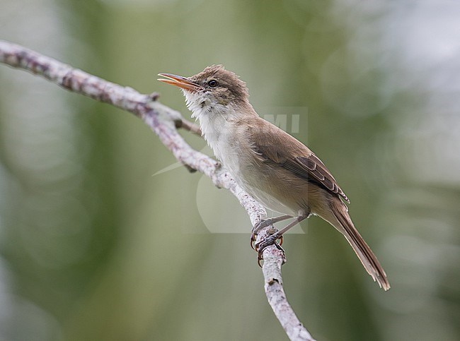 Caroline reed warbler (Acrocephalus syrinx) on Chuuk, part of the Federated States of Micronesia. stock-image by Agami/Pete Morris,